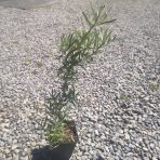 Rakytník rešetliakový (Hippophae rhamnoides) ‘NIVELENA’ - výška 20-40 cm, kont.P9/P11 - Samica